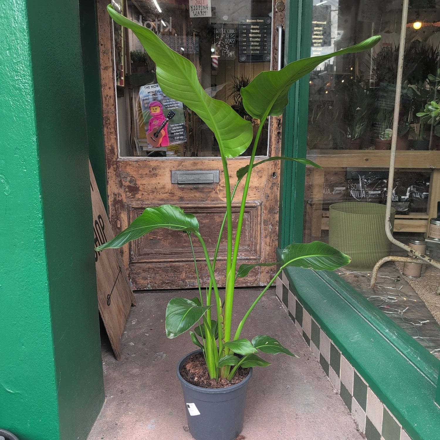 Strelitzia nicolai (White Bird of Paradise)