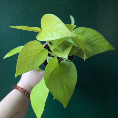 Epipremnum Aureum &