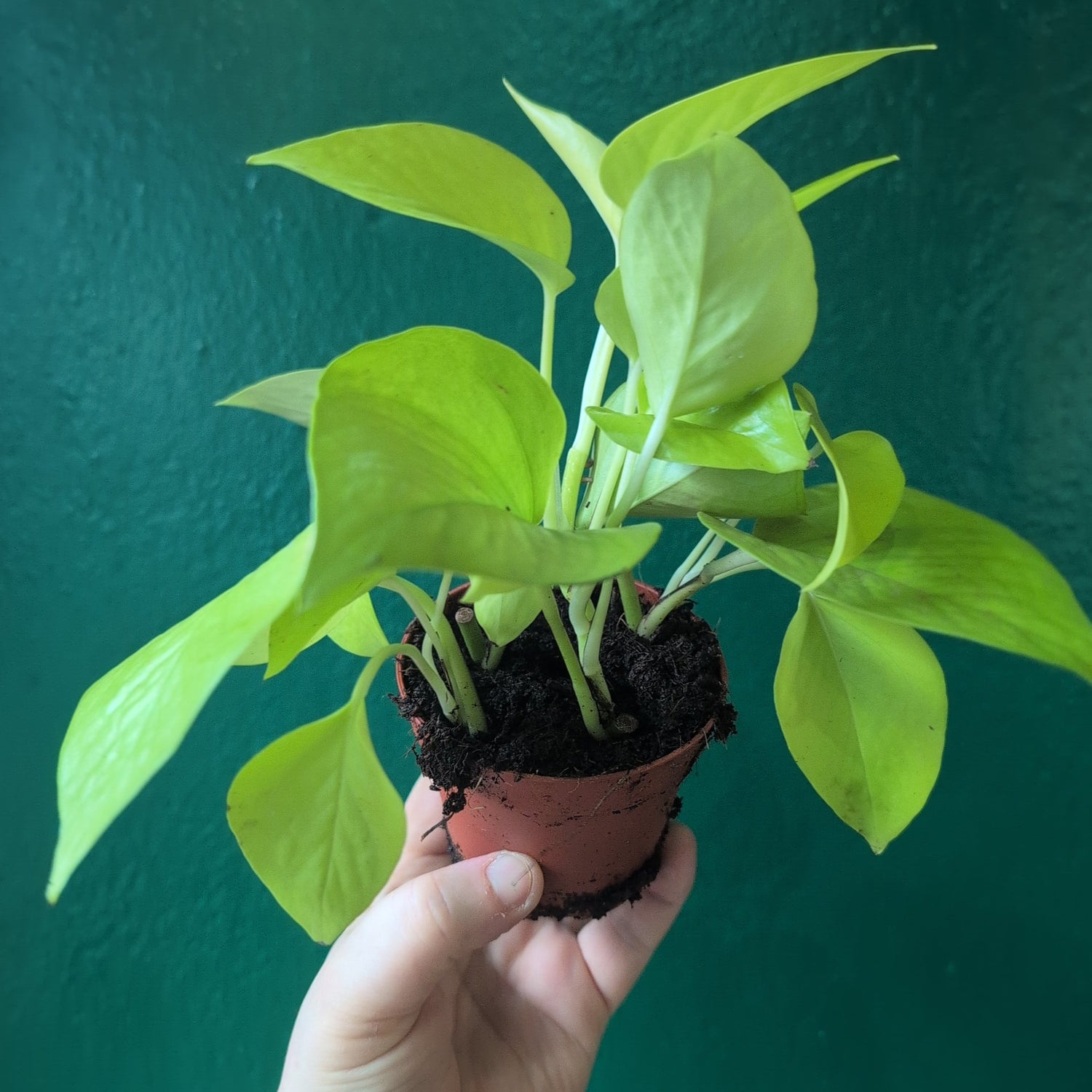 Epipremnum Aureum &