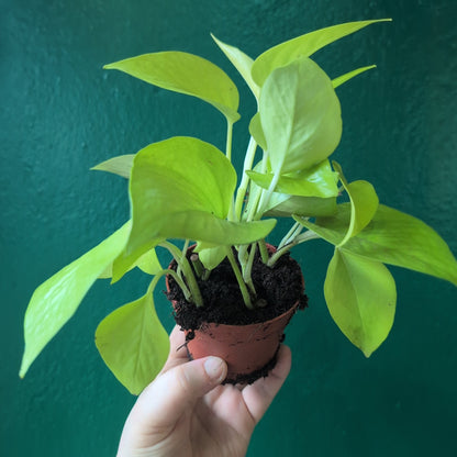 Epipremnum Aureum &