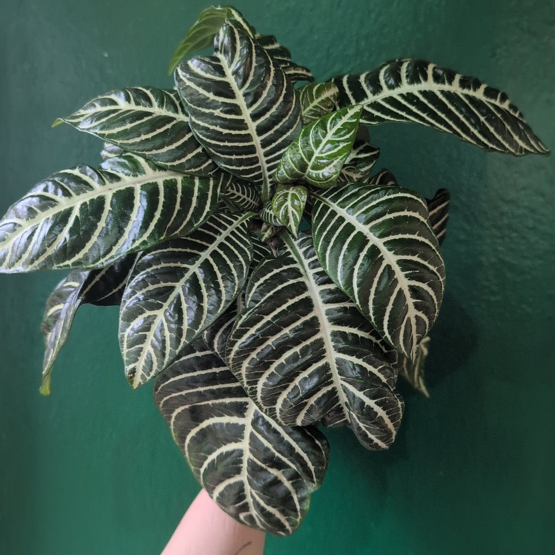 Aphelandra squarrosa &