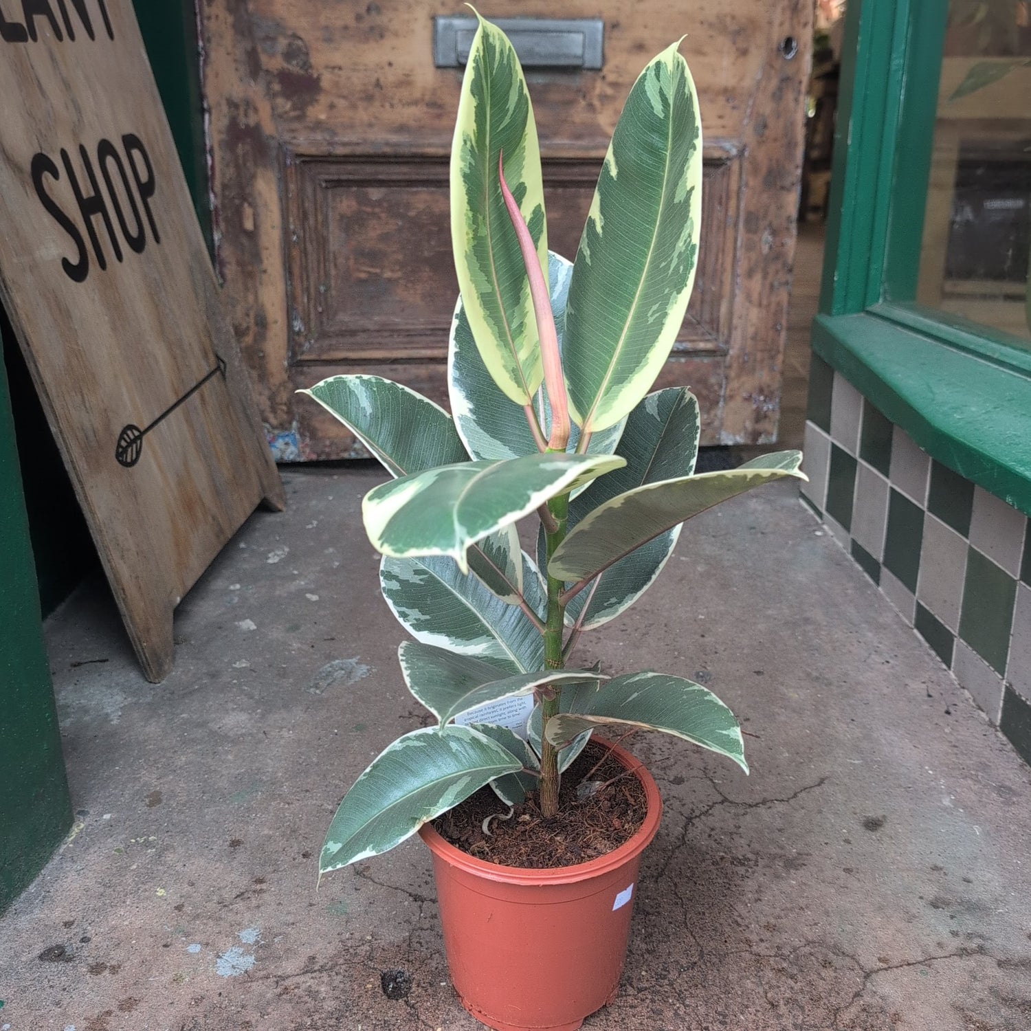 Ficus elastica (Rubber Plant)