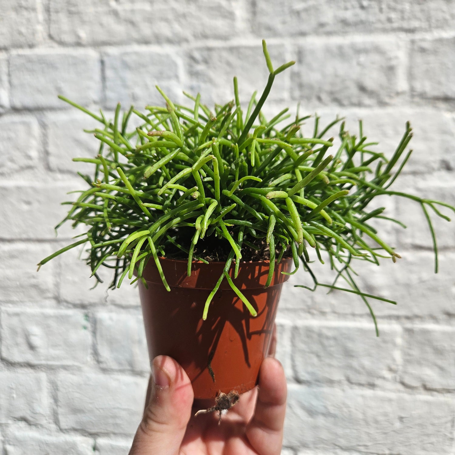 Rhipsalis baccifera &