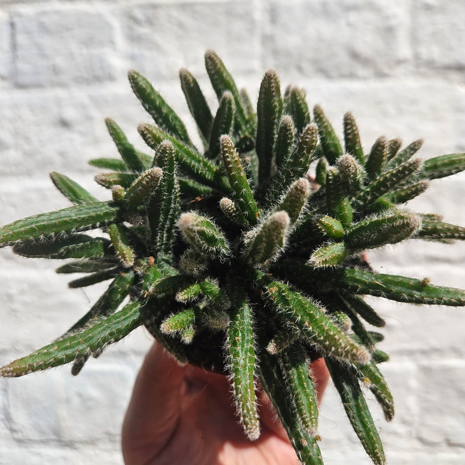 Rhipsalis baccifera &