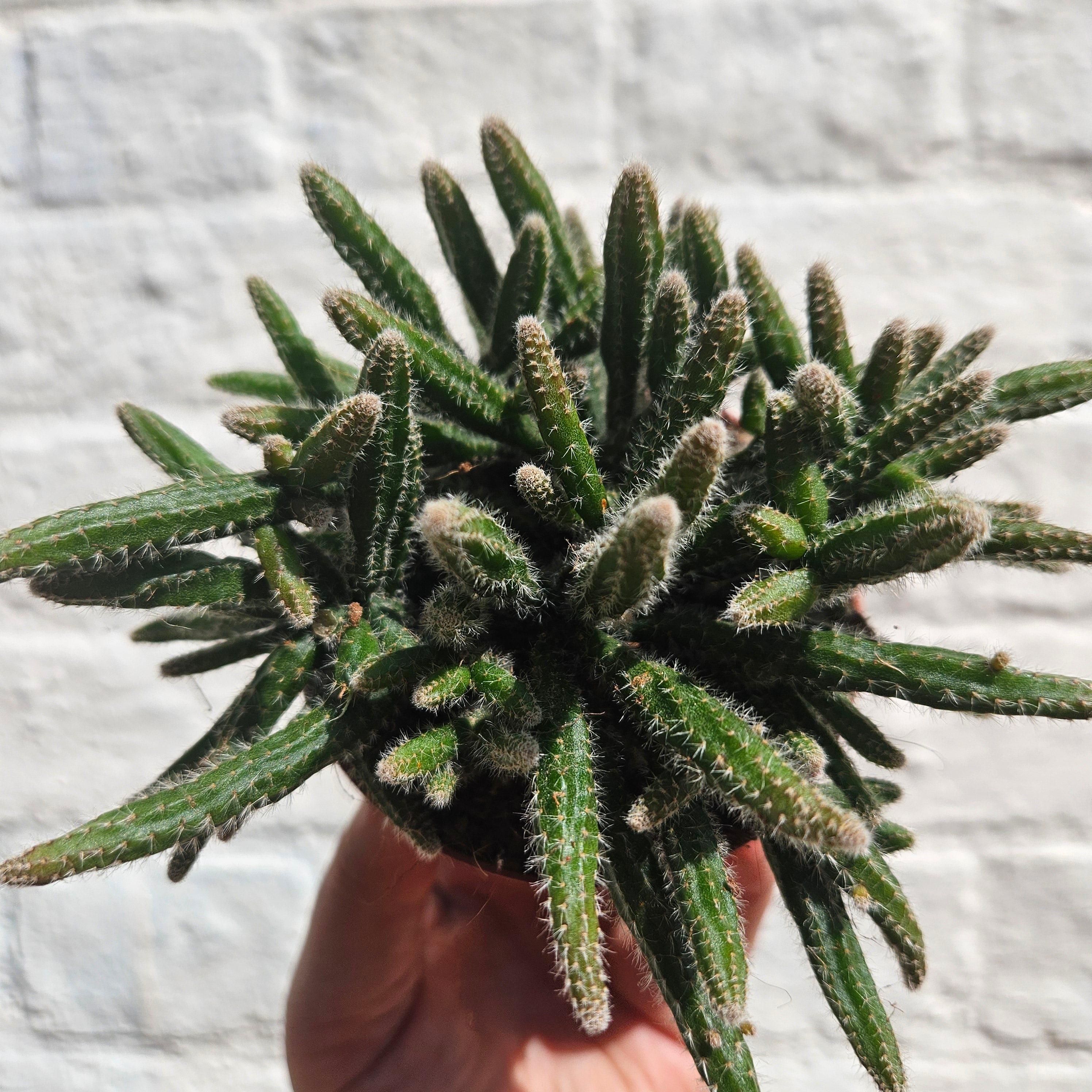 Rhipsalis baccifera &