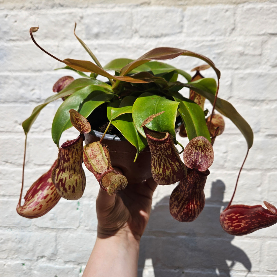 Nepenthes &