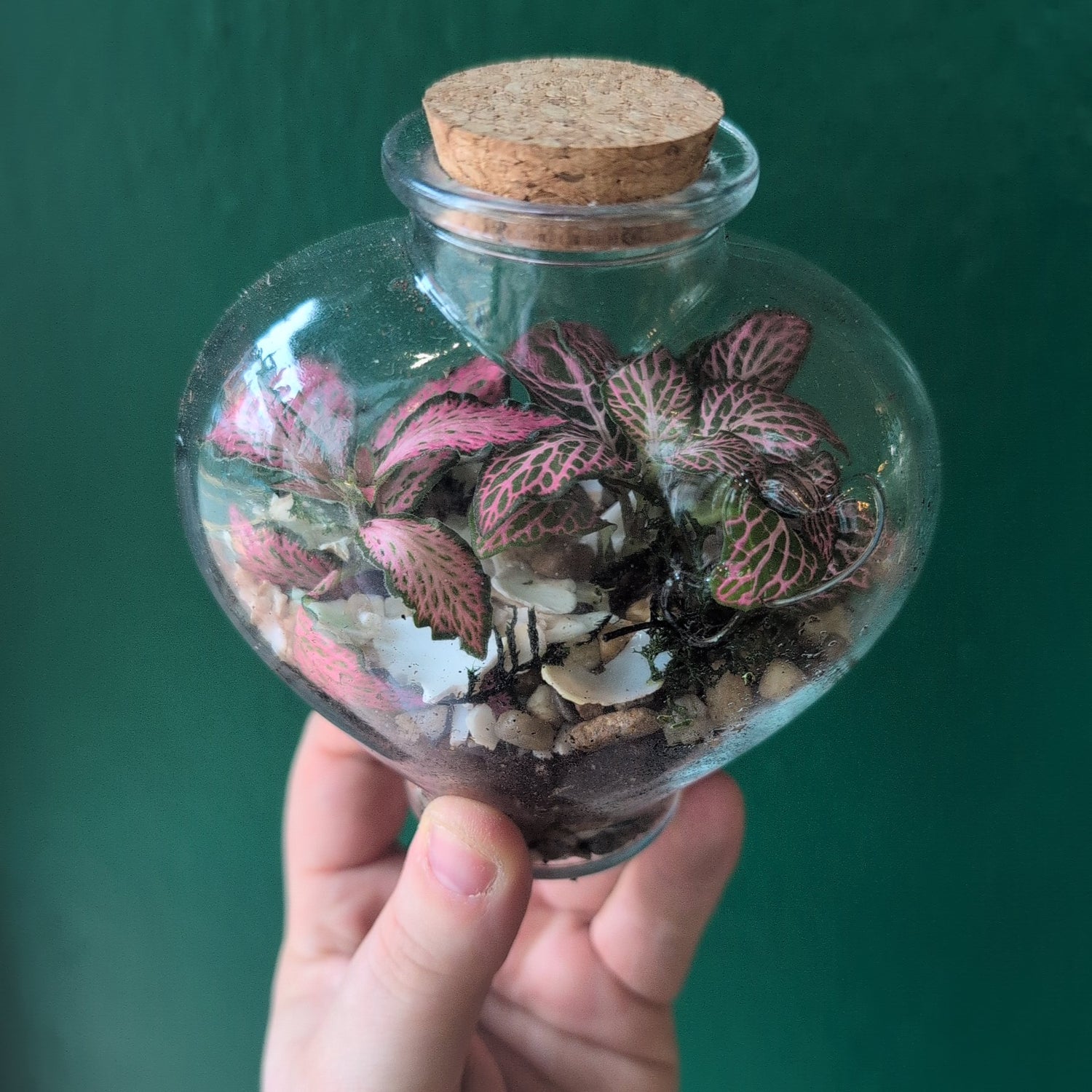 Heart Terrariums
