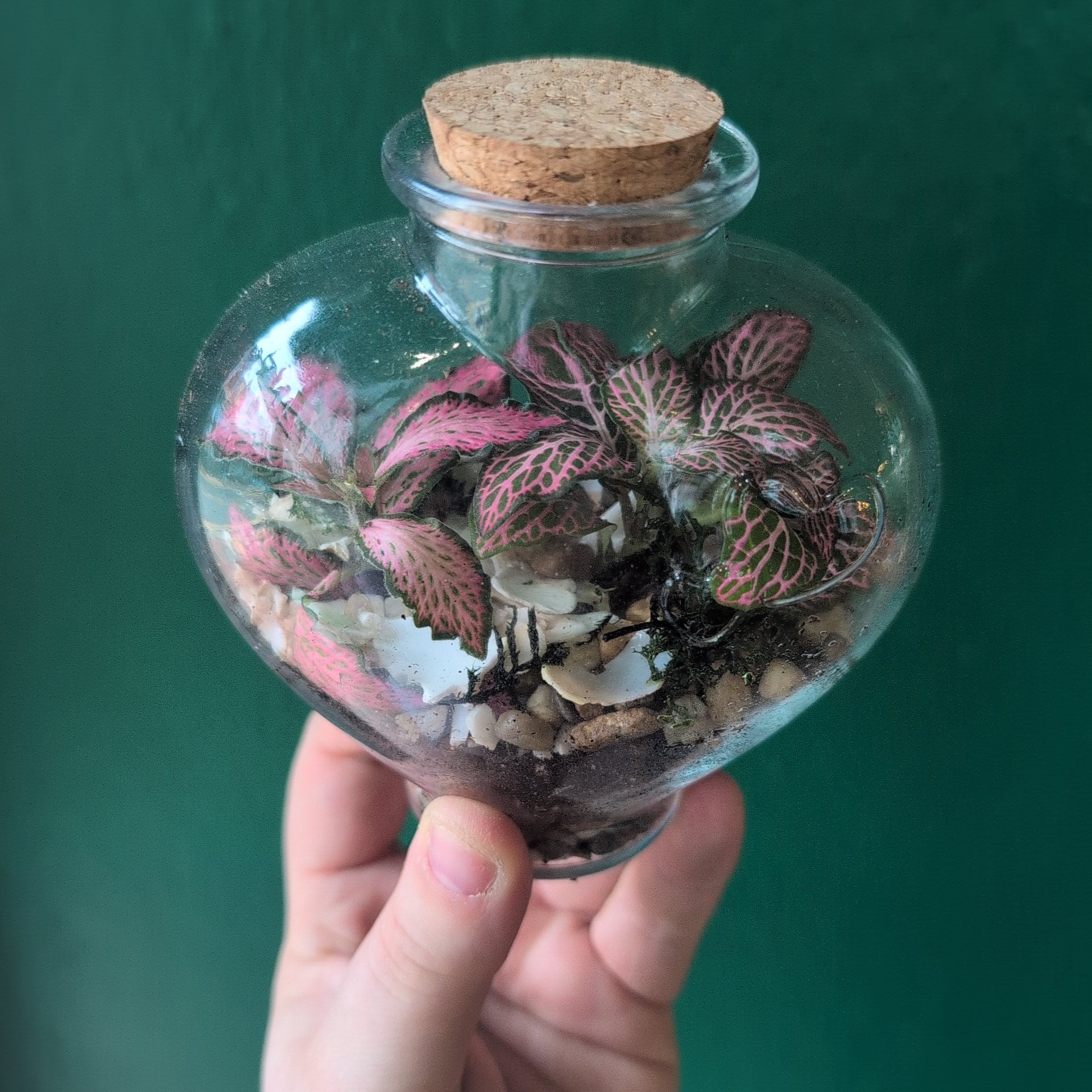 Heart Terrariums
