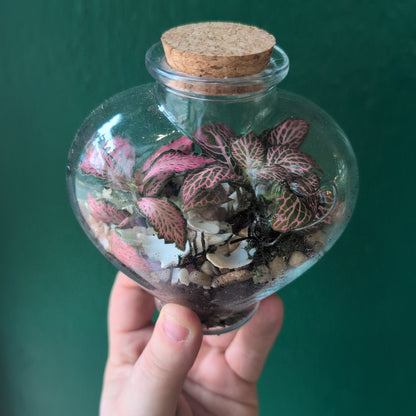 Heart Terrariums