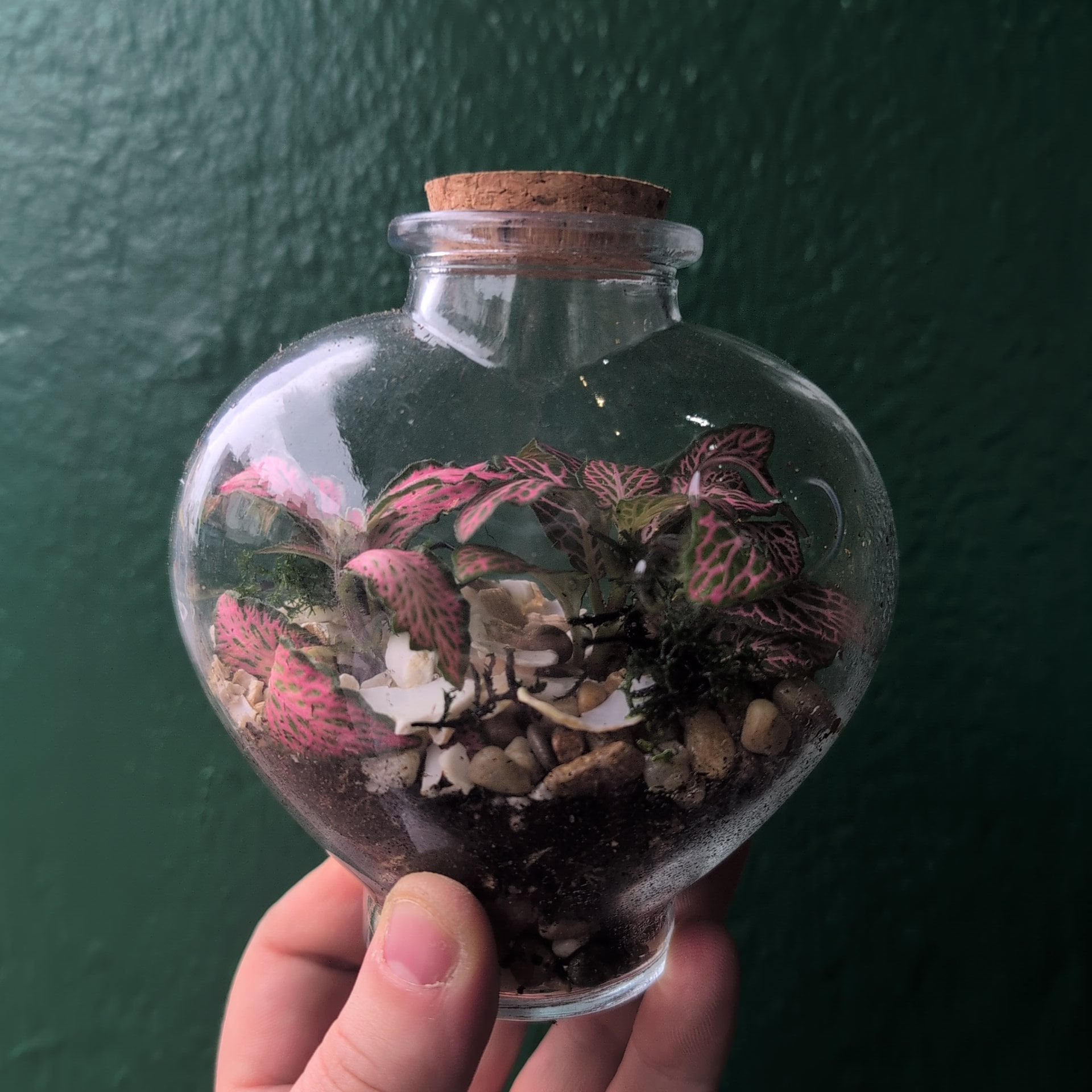 Heart Terrariums