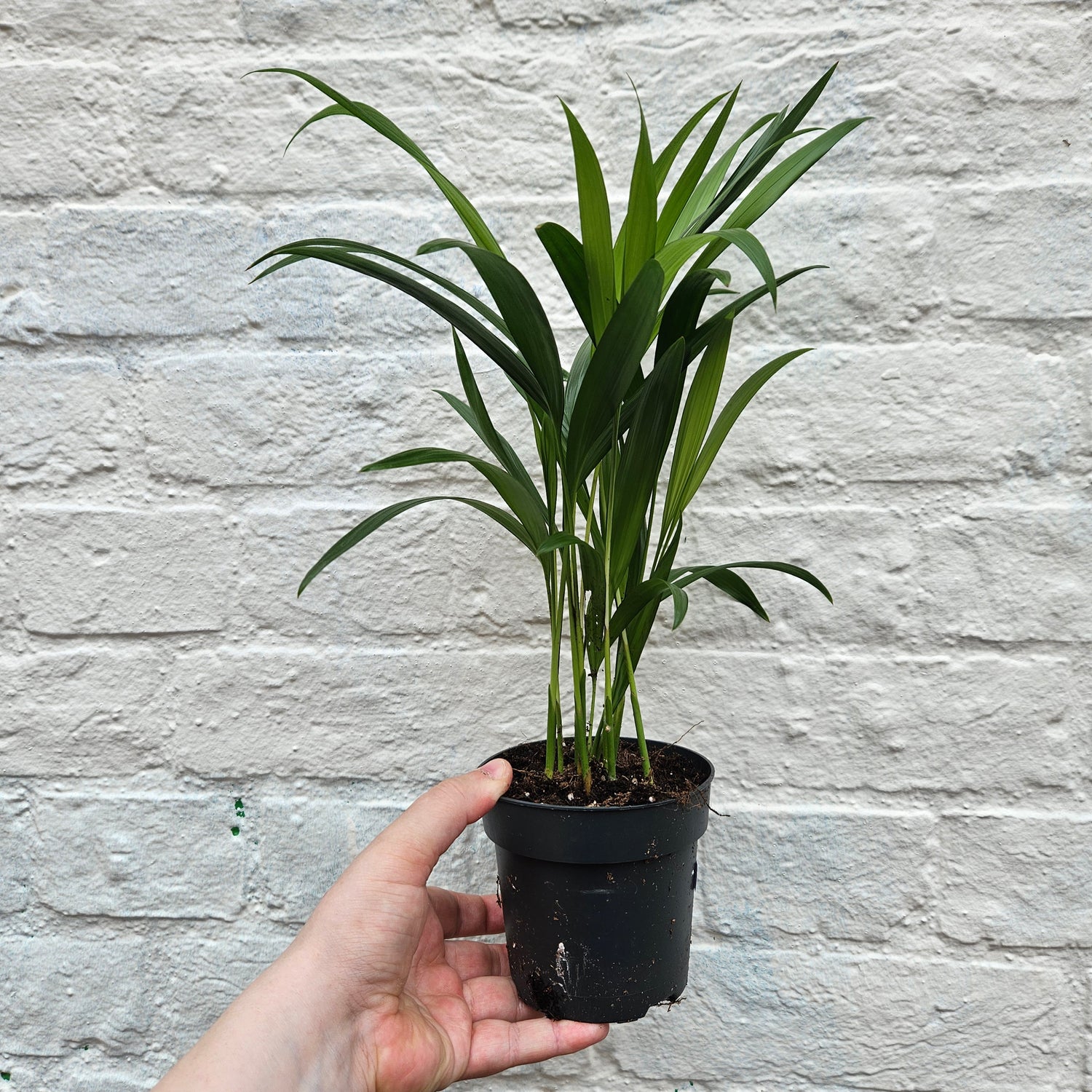 Dypsis lutescens (Areca palm/ Butterfly palm)
