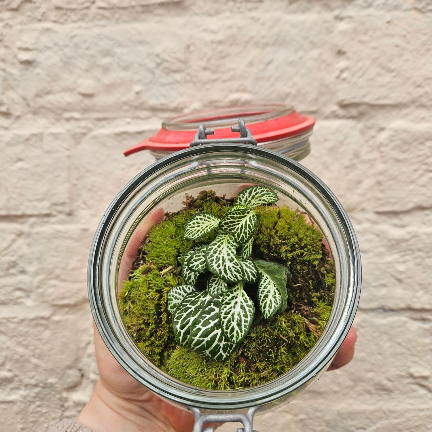 Kilner Jar Terrarium