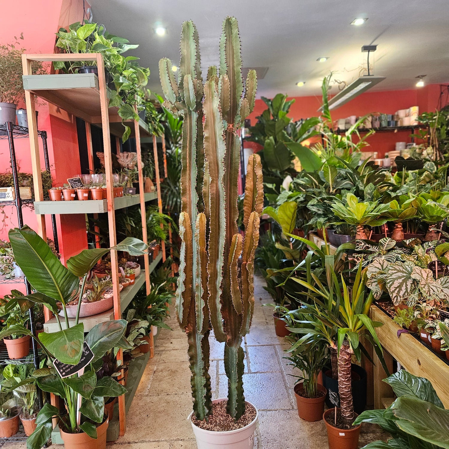 Euphorbia erytrea (Candelabara Cactus/ Desert Cactus)