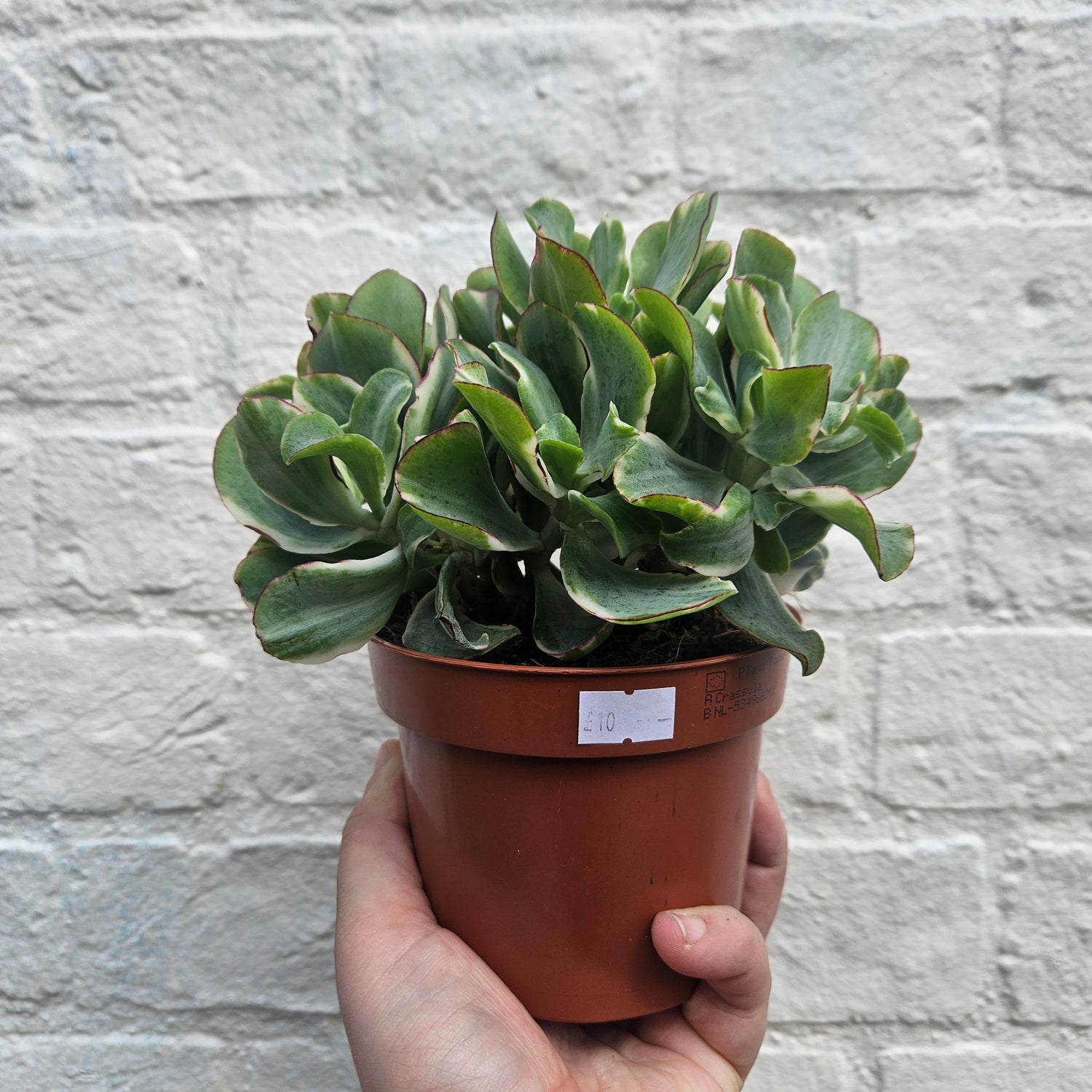 Crassula aborescens undulatifolia &