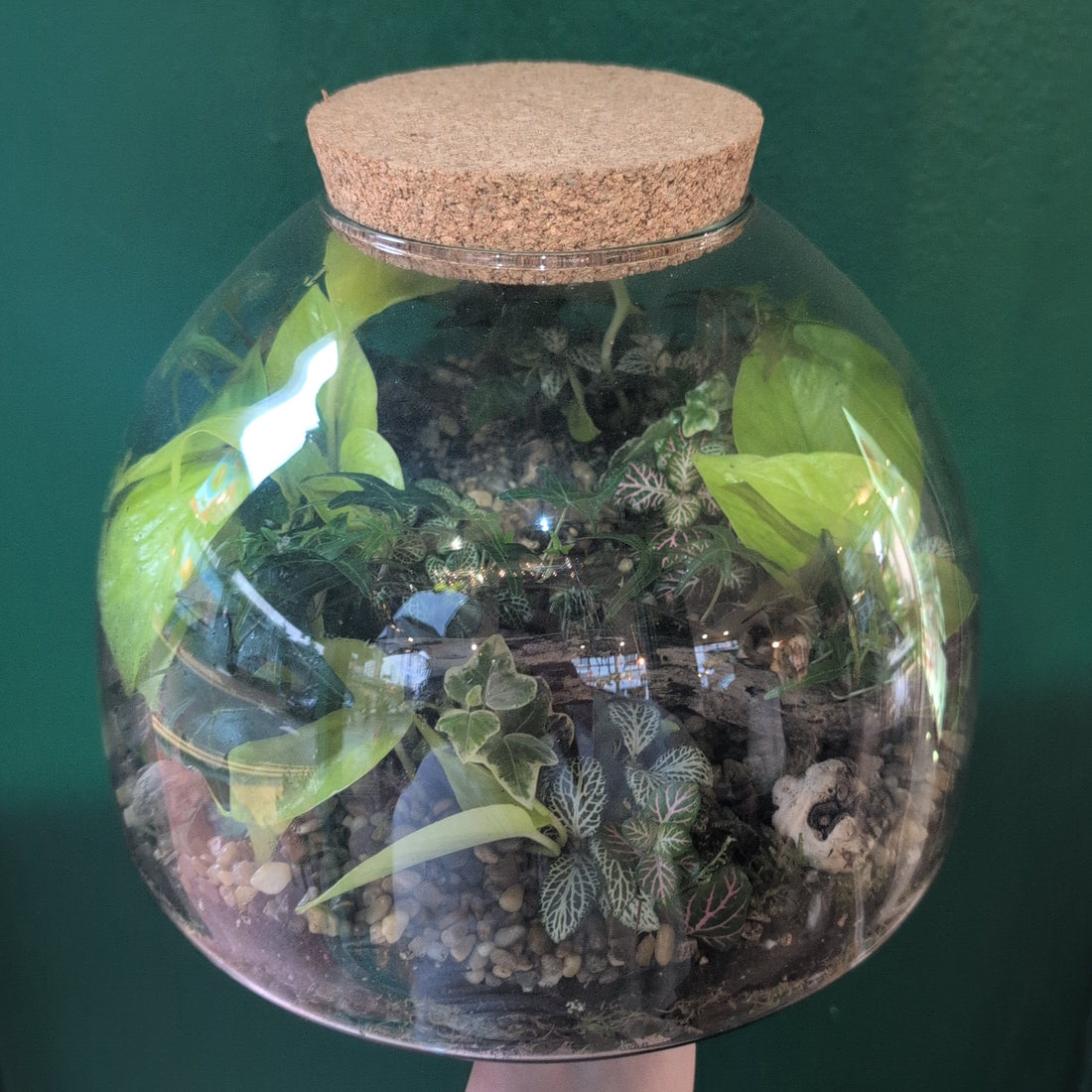 Extra Large Dome Terrarium