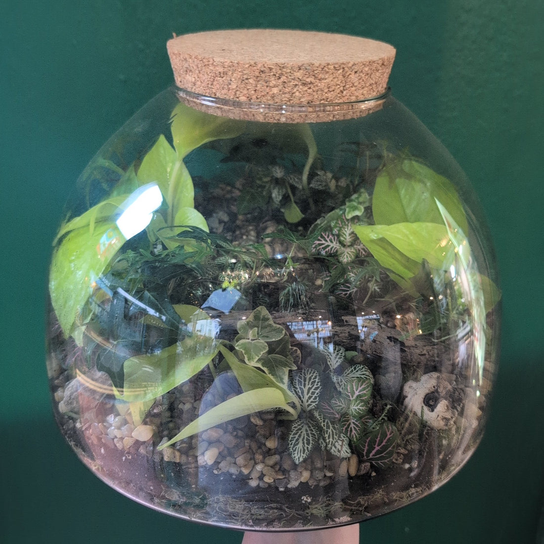 Extra Large Dome Terrarium
