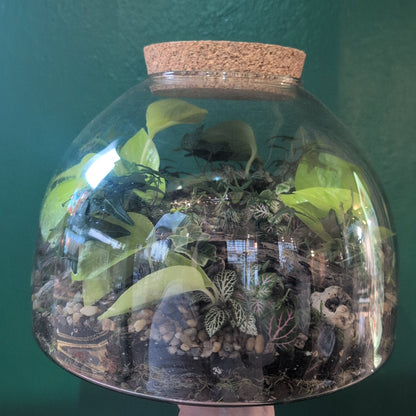 Extra Large Dome Terrarium