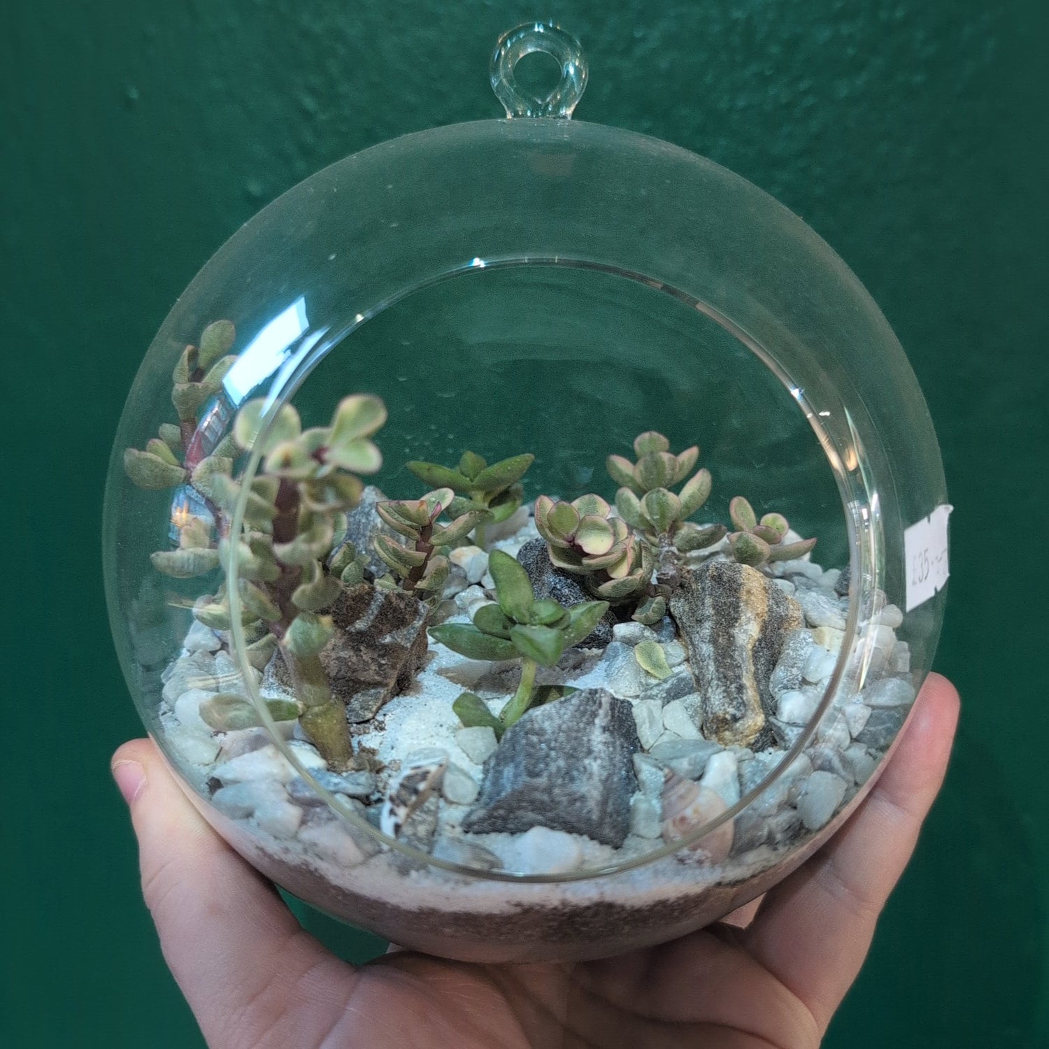 Hanging Globe Open Terrarium