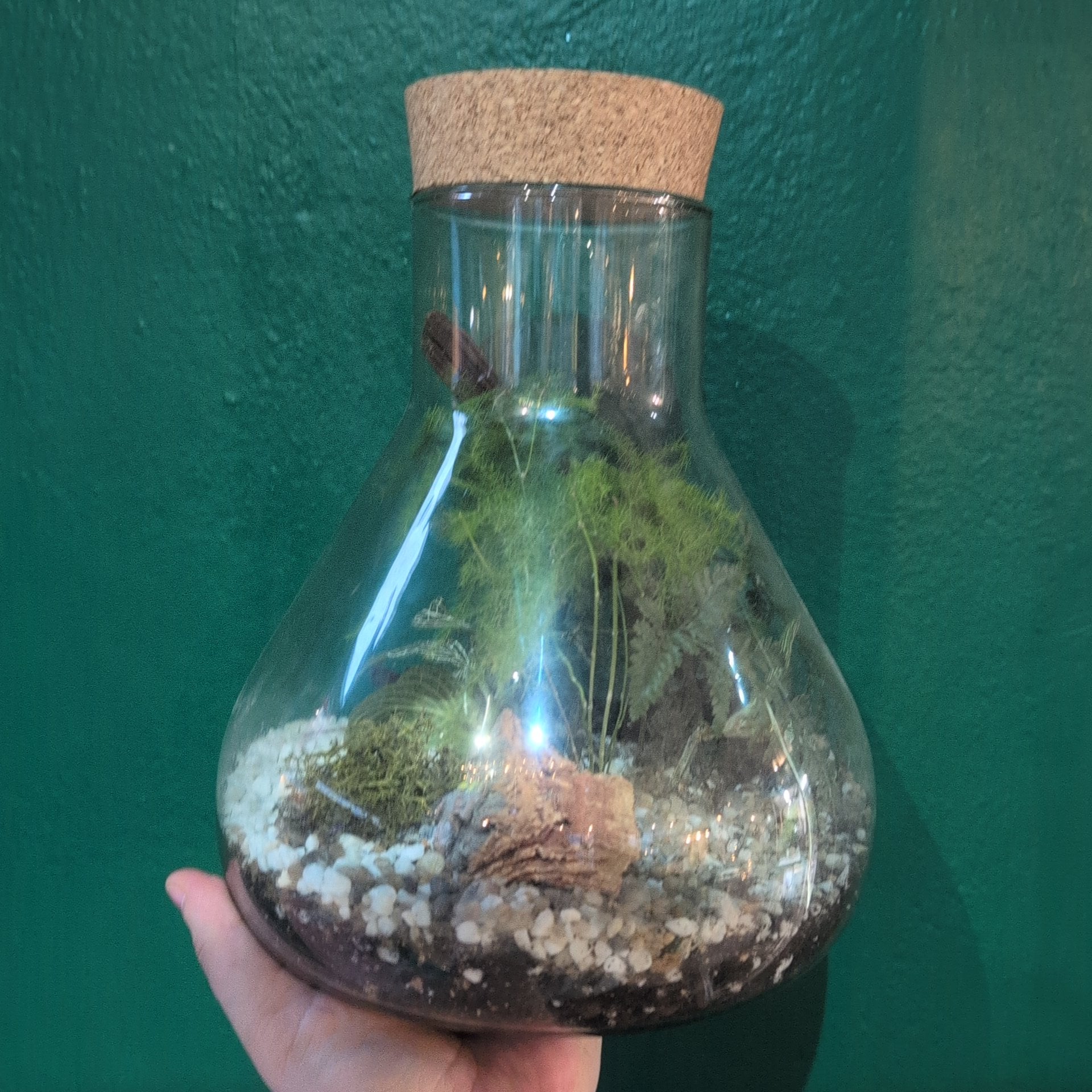 Conical Glass Terrariums