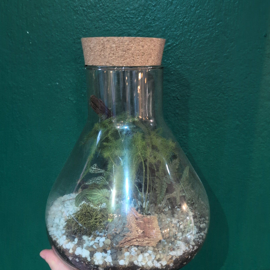 Conical Glass Terrariums