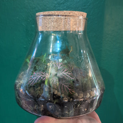 Conical Glass Terrariums