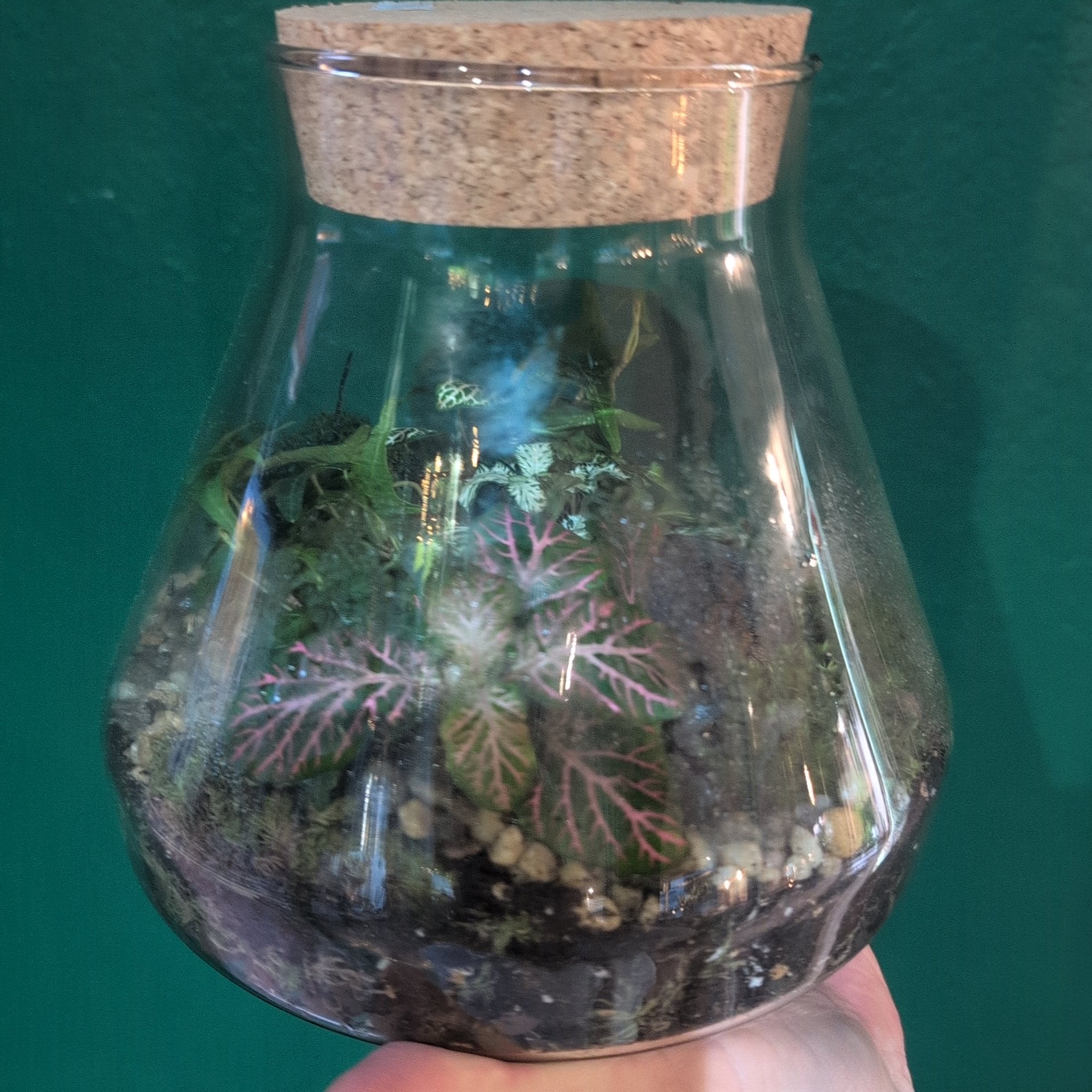 Conical Glass Terrariums