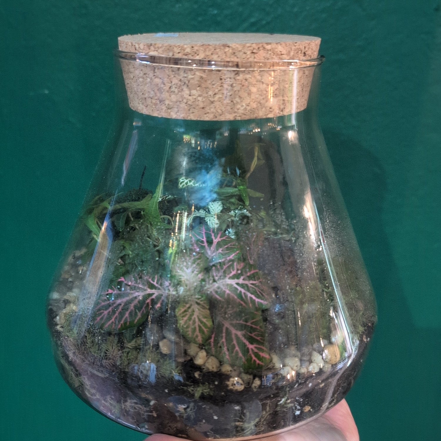 Conical Glass Terrariums