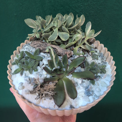 Round Bowl Open Terrarium
