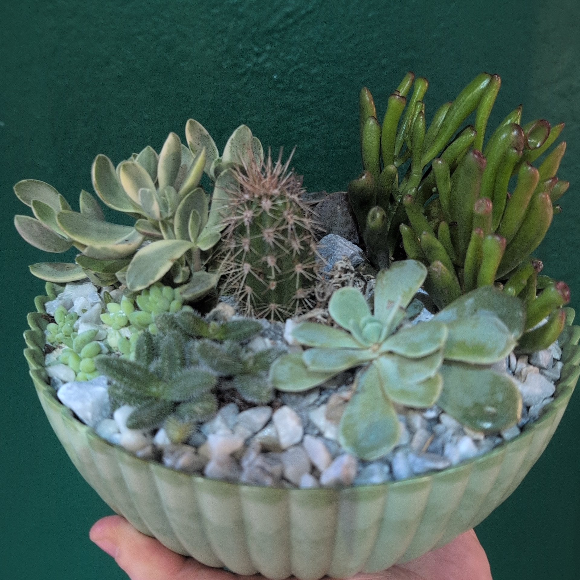 Round Bowl Open Terrarium