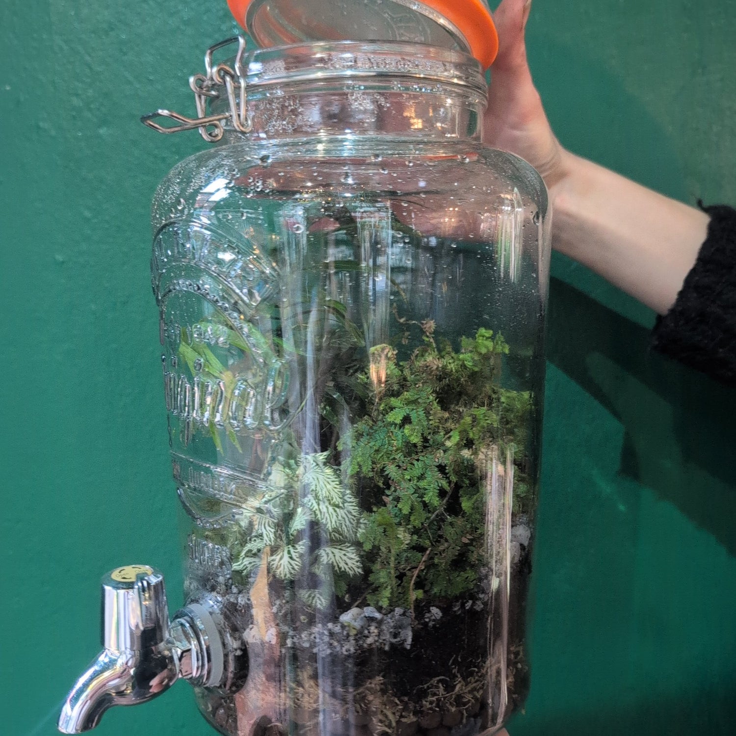 Water dispenser Terrarium