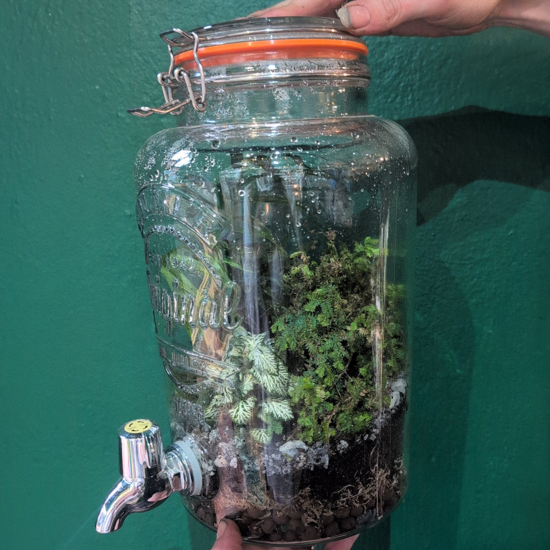 Water dispenser Terrarium