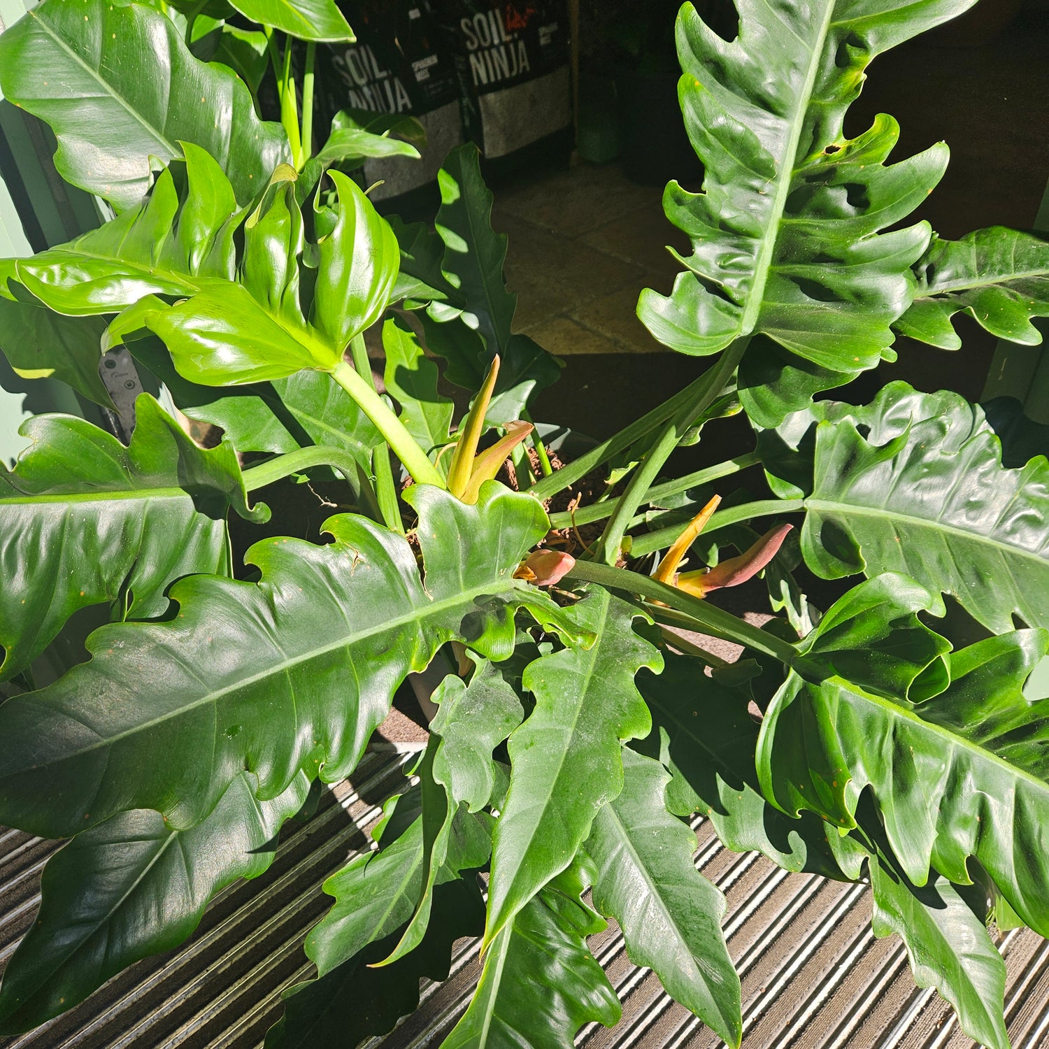 Philodendron &