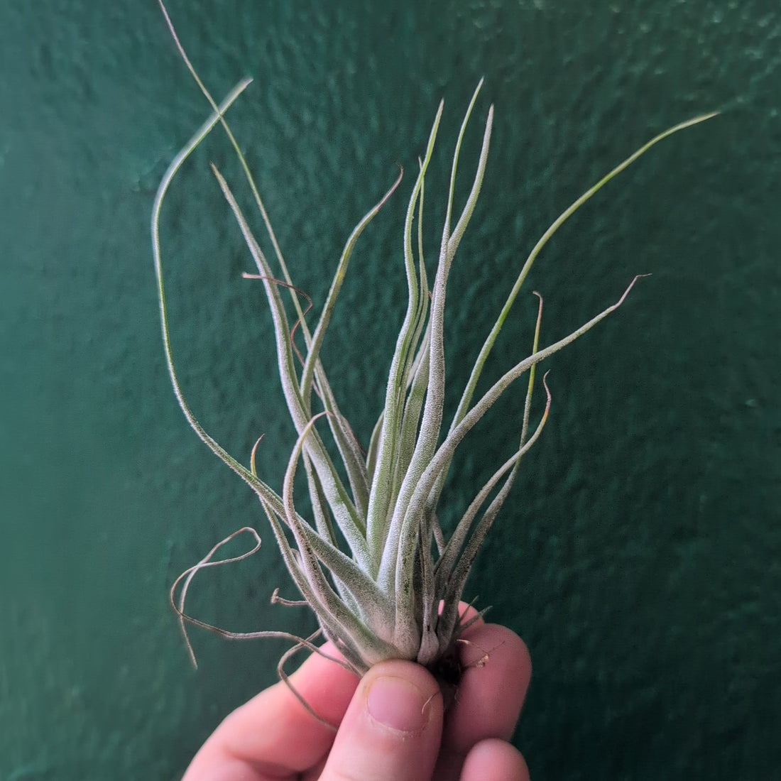 Tillandsia Ehlersiana (Air Plant)