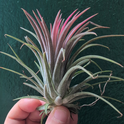 Tillandsia &