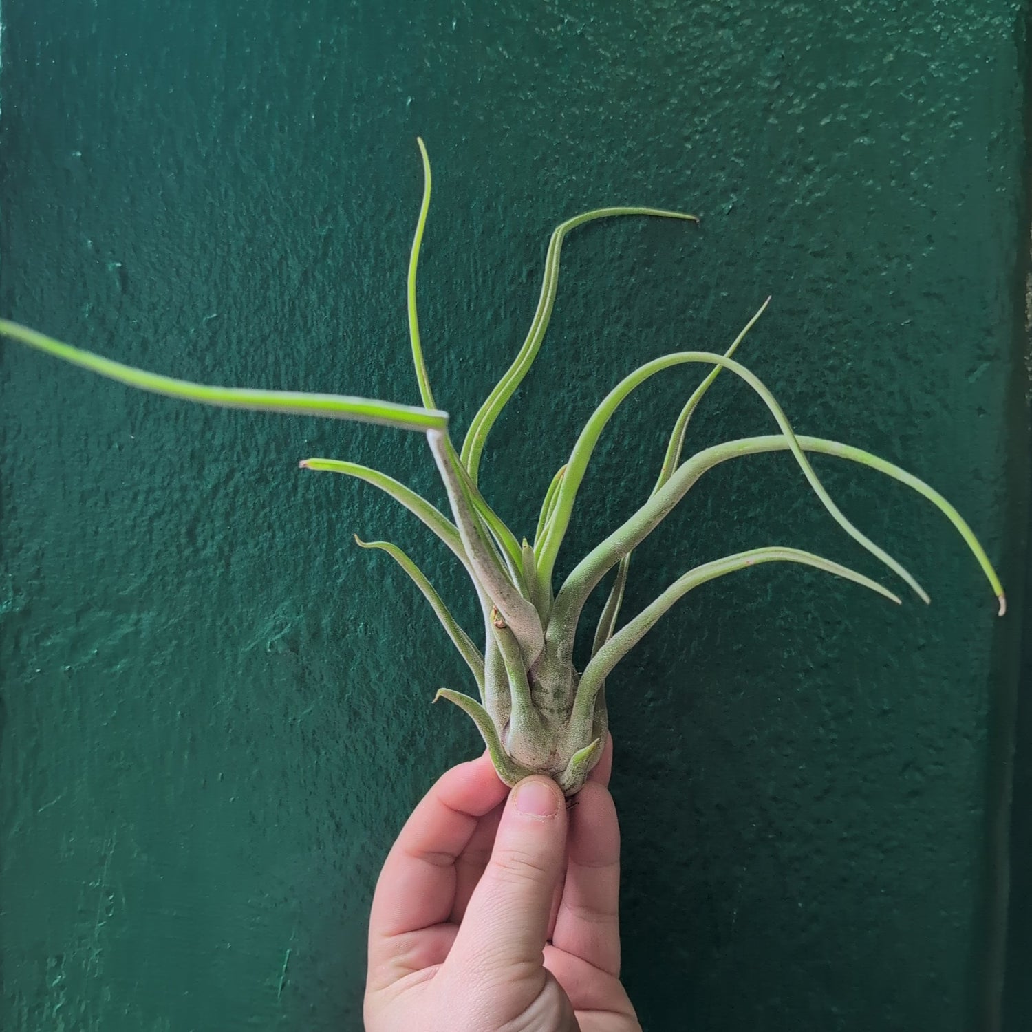 Tillandsia Caput Medusae (Air Plant)