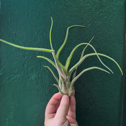 Tillandsia Caput Medusae (Air Plant)