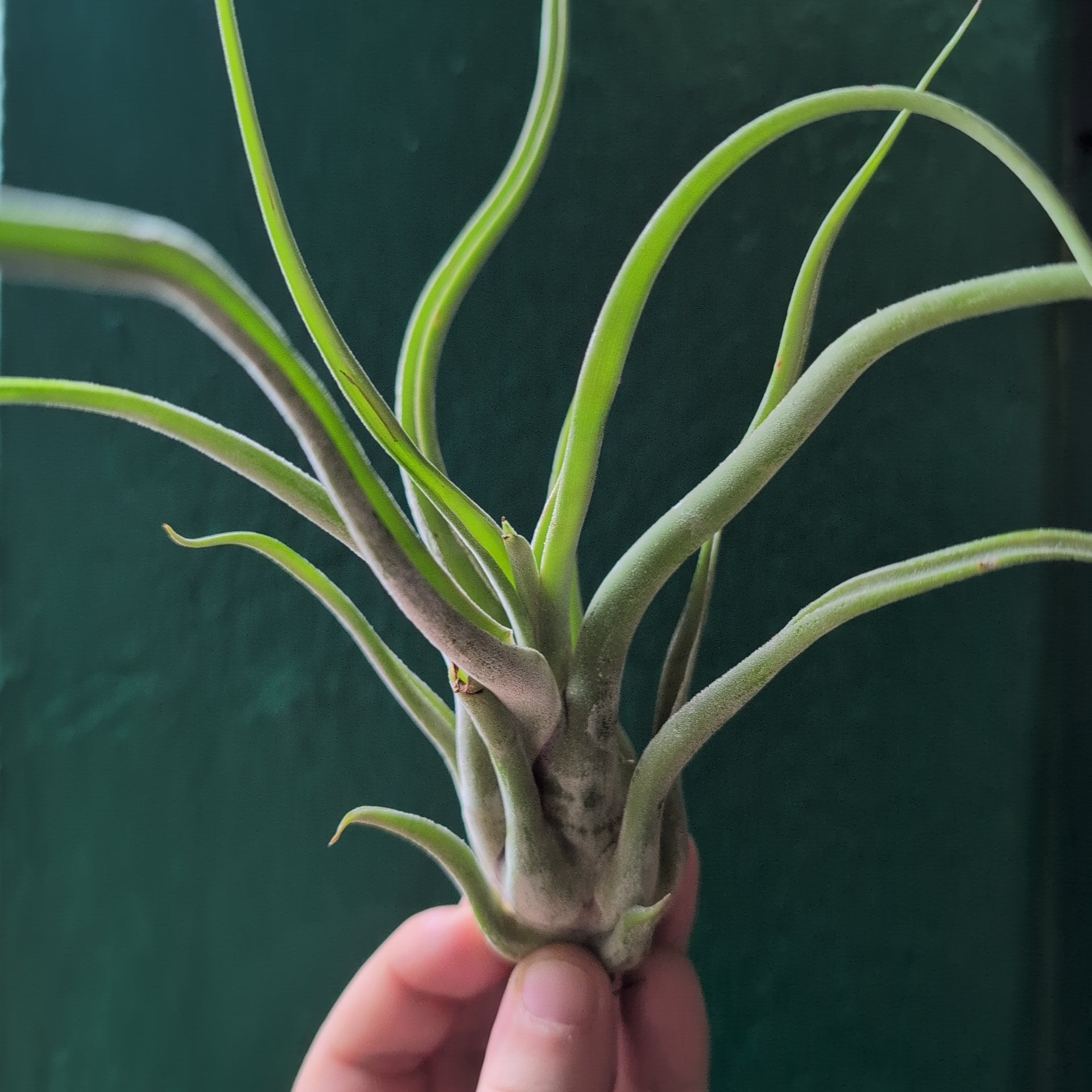 Tillandsia Caput Medusae (Air Plant)