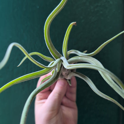 Tillandsia Caput Medusae (Air Plant)