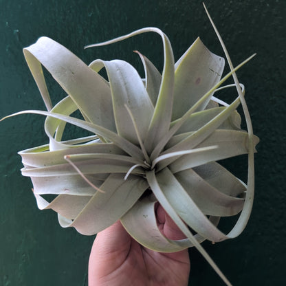 Tillandsia Xerographica (Air plant)
