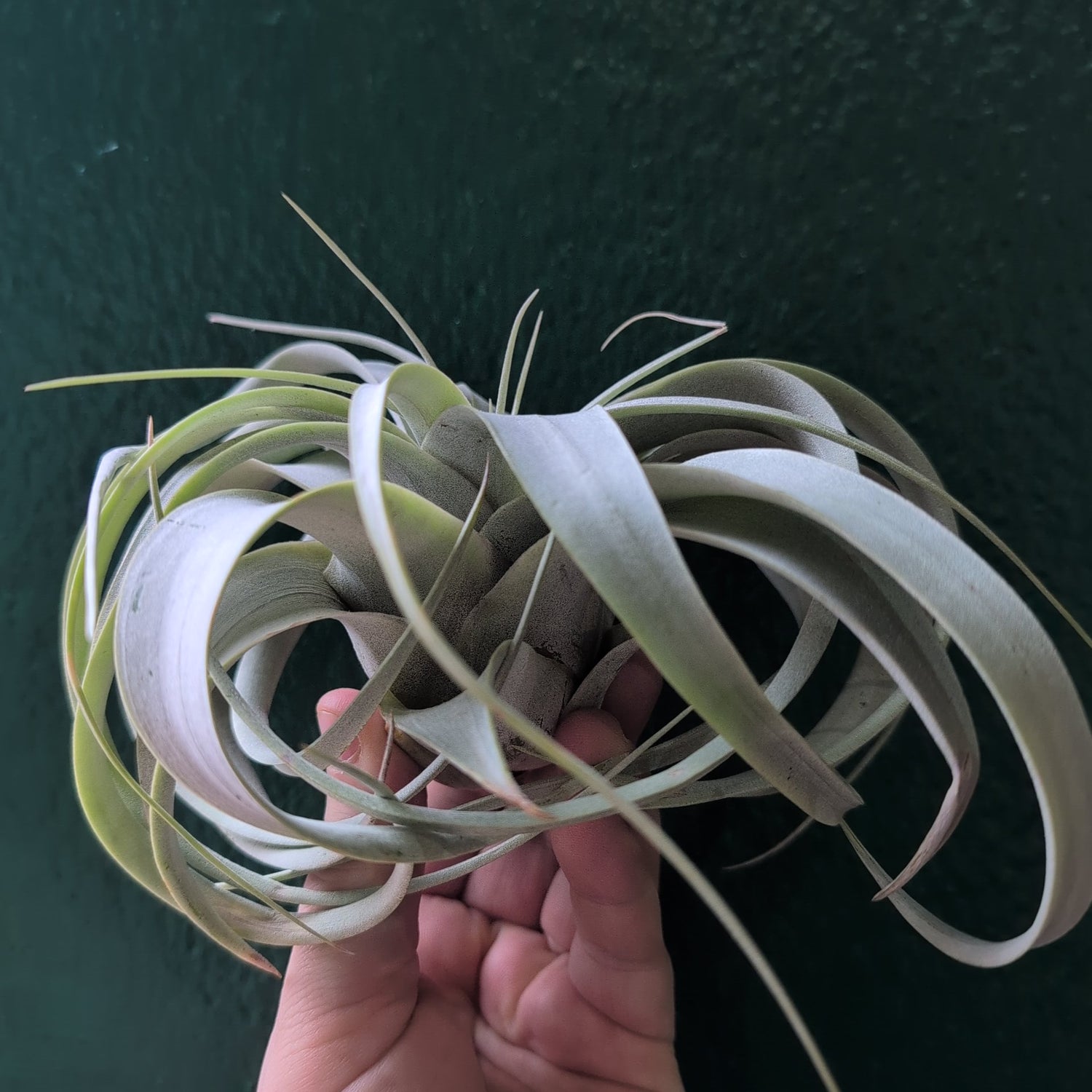 Tillandsia Xerographica (Air plant)