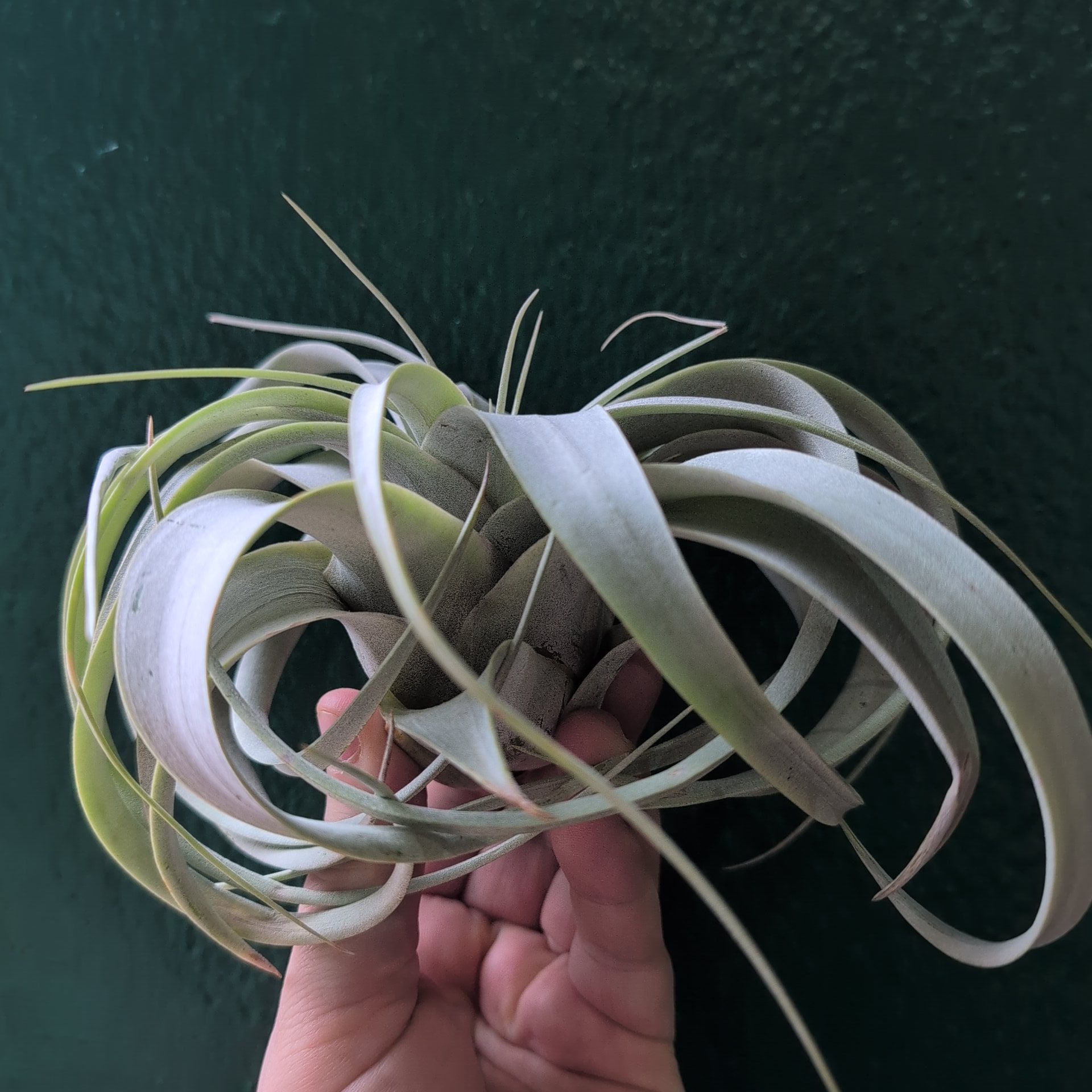 Tillandsia Xerographica (Air plant)