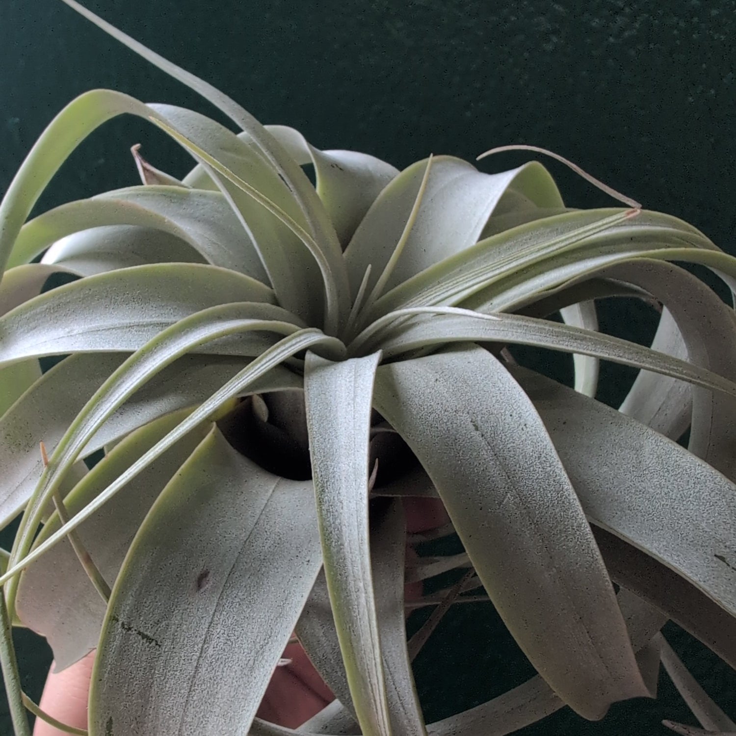 Tillandsia Xerographica (Air plant)