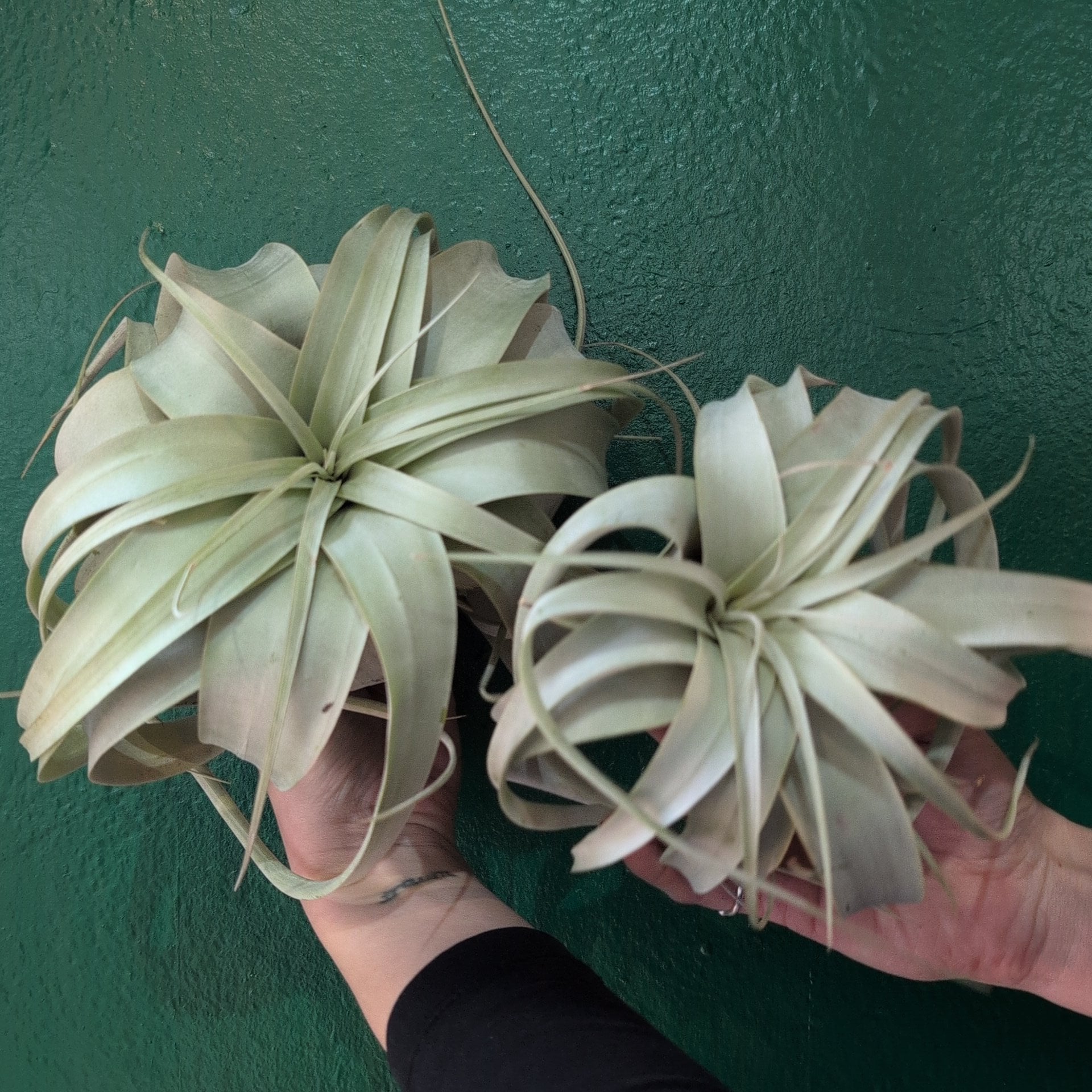 Tillandsia Xerographica (Air plant)