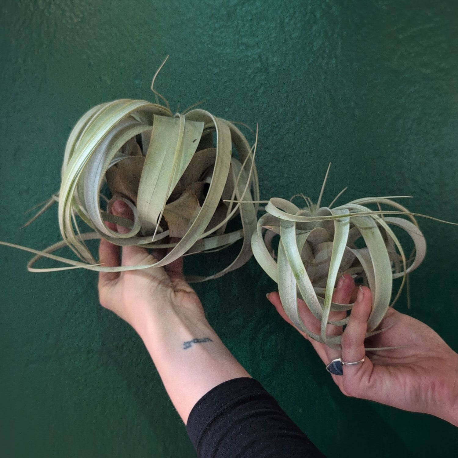 Tillandsia Xerographica (Air plant)