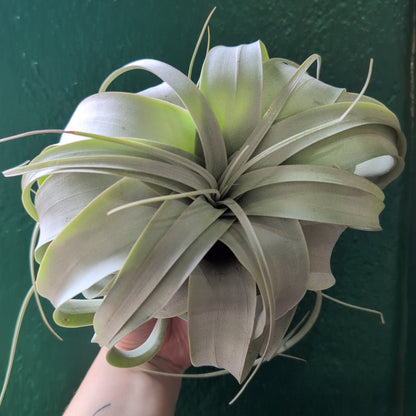 Tillandsia Xerographica (Air plant)