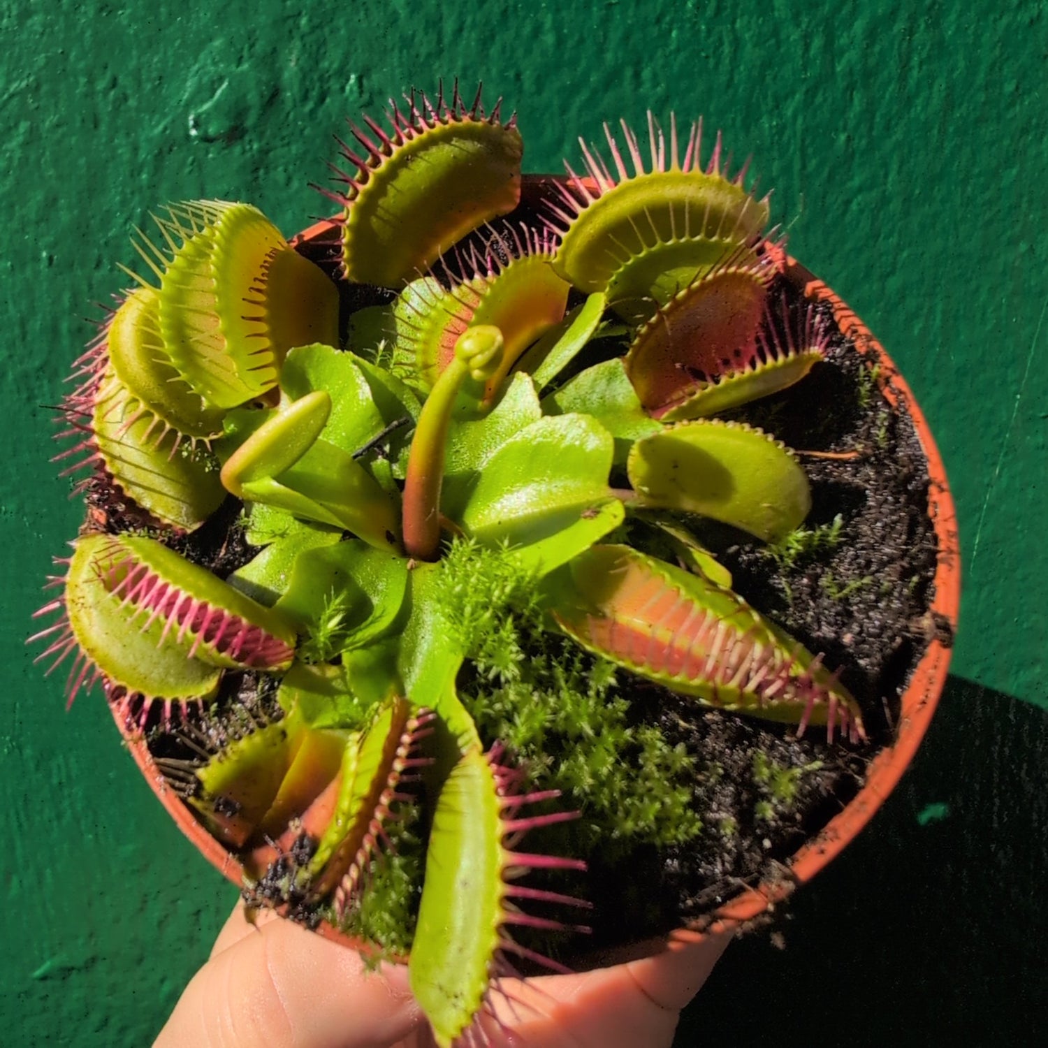 Dionaea muscipula (Venus flytrap)