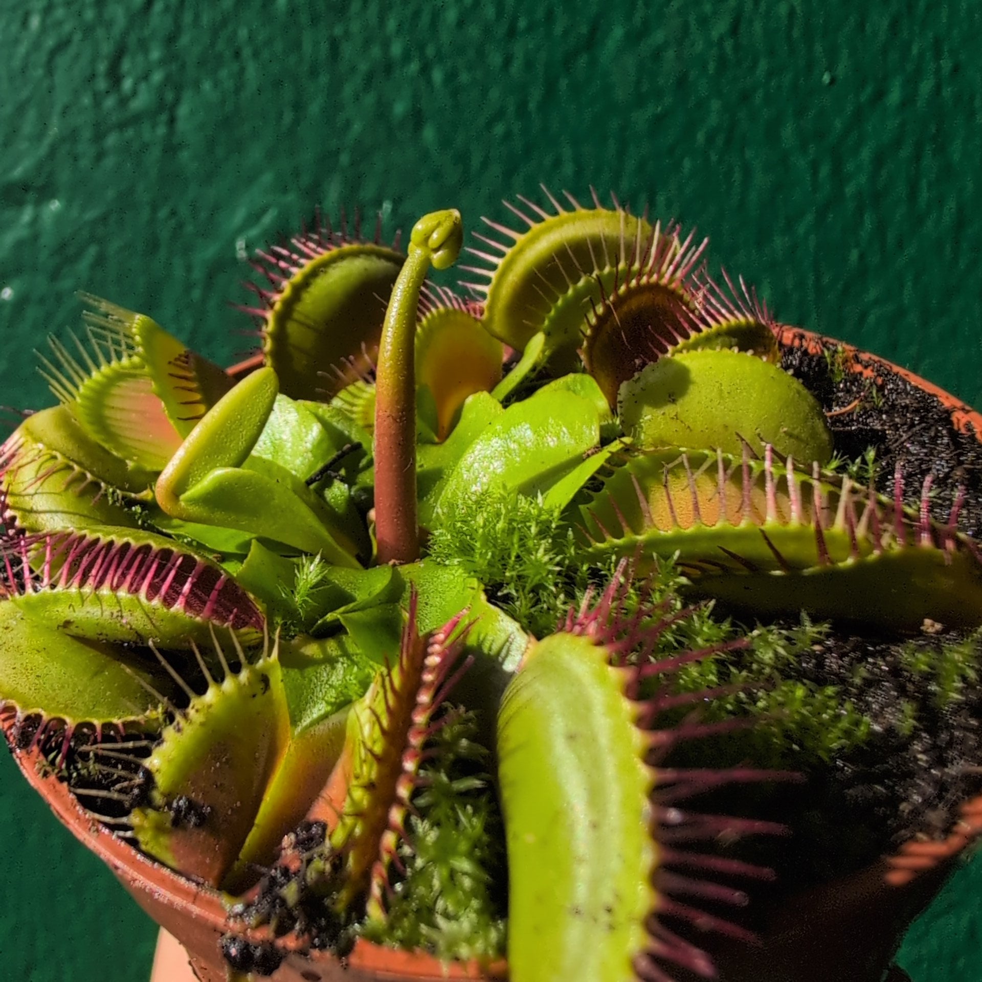 Dionaea muscipula (Venus flytrap)
