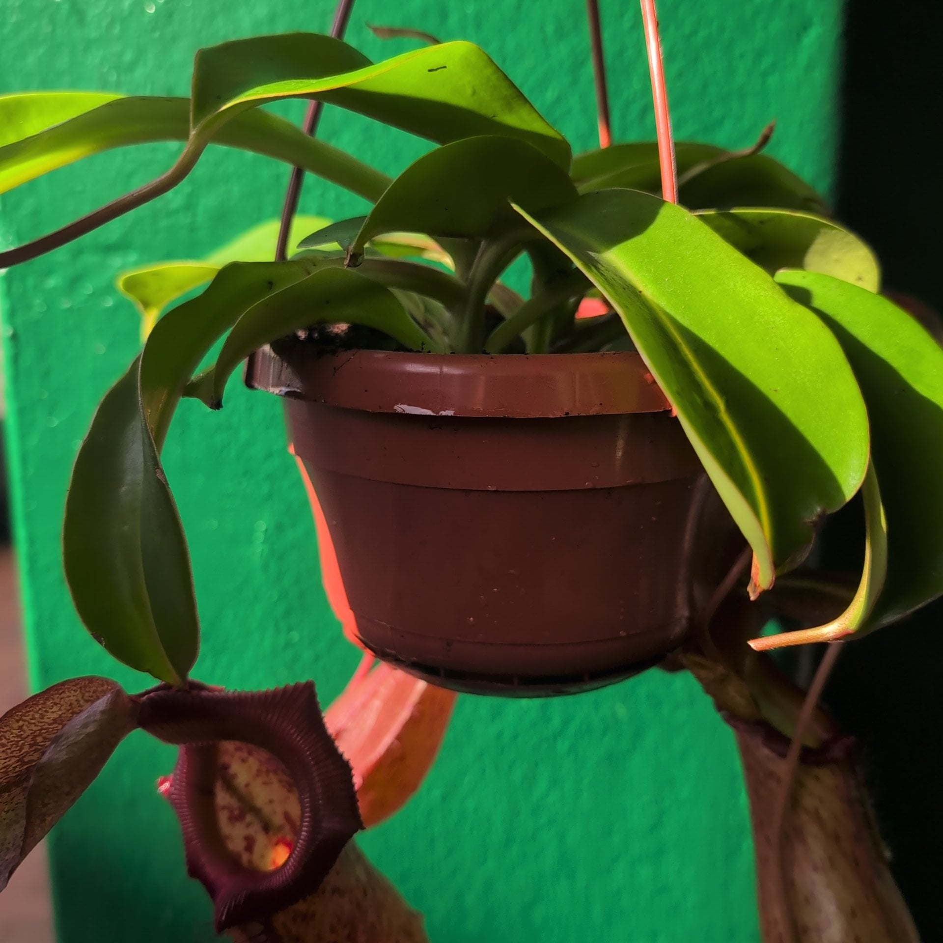 Nepenthes (Monkey Cups)
