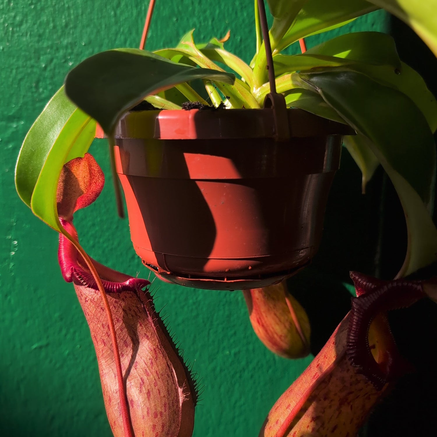 Nepenthes (Monkey Cups)