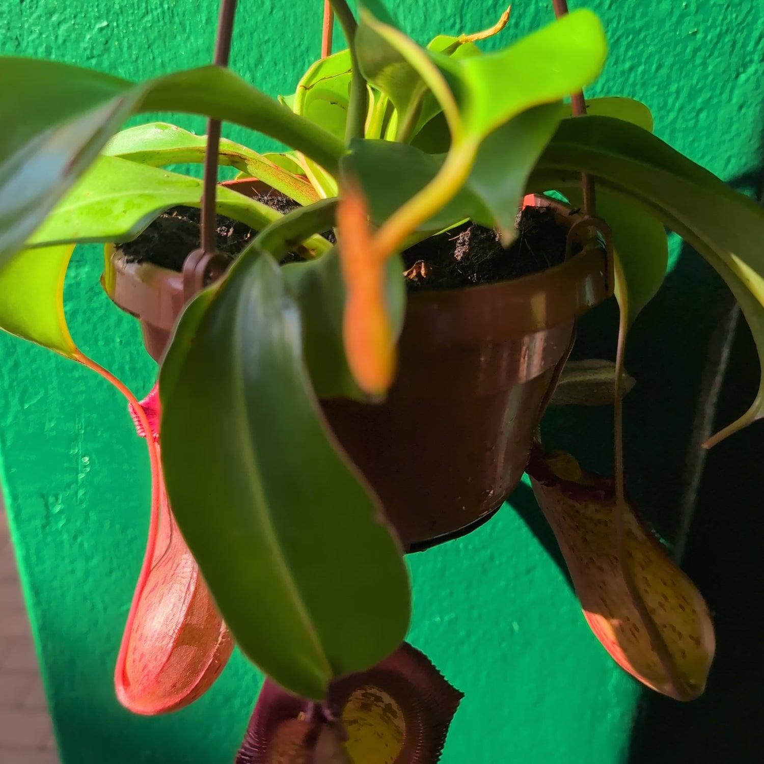Nepenthes (Monkey Cups)